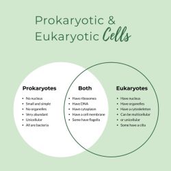 Venn diagram for prokaryotic and eukaryotic