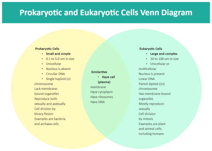 Venn diagram for prokaryotic and eukaryotic