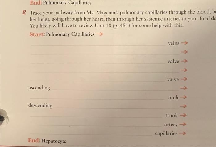 Trace your pathway through ms magenta's respiratory tract