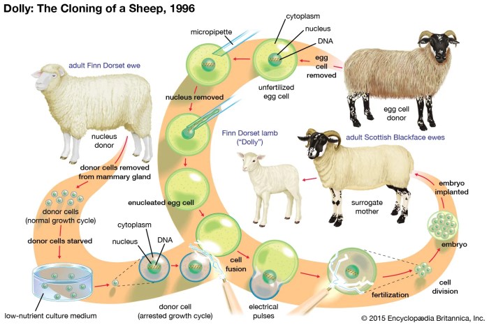 Dolly cloning sheep reproductive cloned universe clone genetics somatic organisms hoch frag nur scientists biology