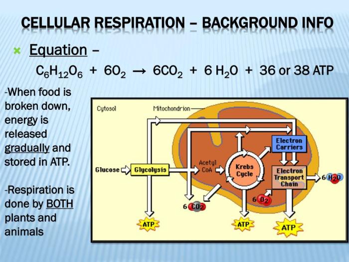 Photosynthesis cellular respiration