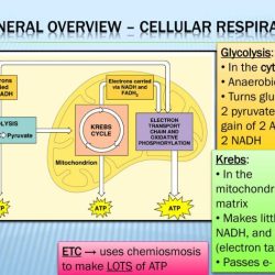 Answer answers cellular respiration photosynthesis glycolysis pogil glucose