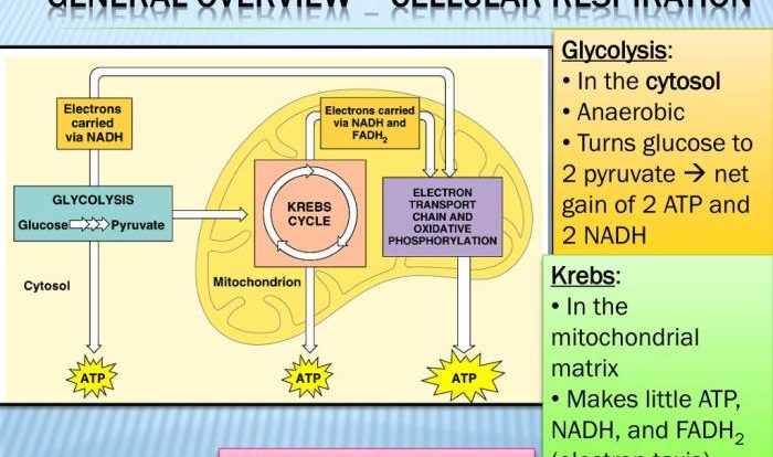 Answer answers cellular respiration photosynthesis glycolysis pogil glucose