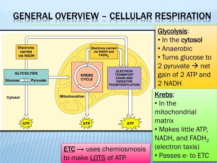 Answer answers cellular respiration photosynthesis glycolysis pogil glucose