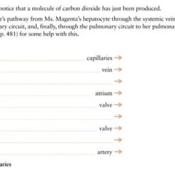 Pulmonary trace