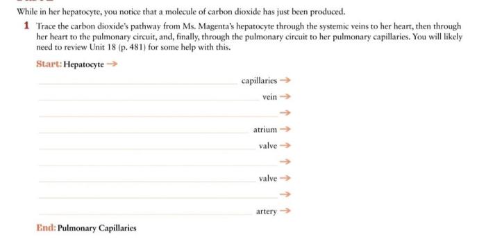 Pulmonary trace